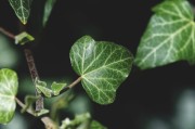 前沿科技解析植物奥秘
